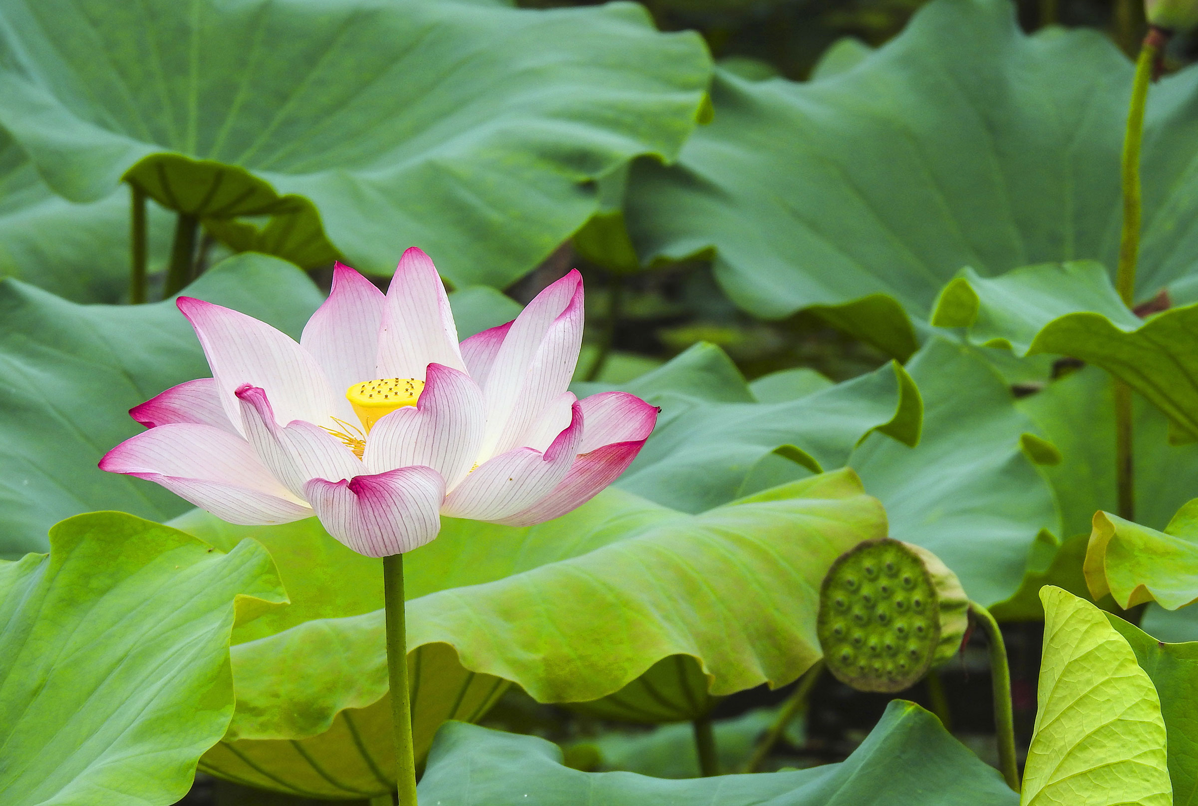 Wochenplan HAPPY LOTUS YOGA